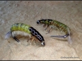 Hydropsyche larva (muunnos, original Oliver Edwards)