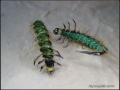 Rhyacophila larva (muunnos, original Oliver Edwards)